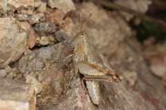 Brachaspis nivalis