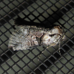 Abrostola microvalis