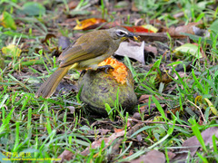 Pycnonotus luteolus insulae