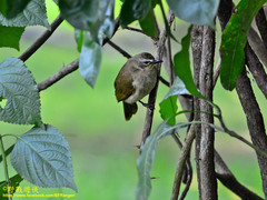 Pycnonotus luteolus insulae