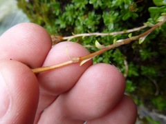 Celmisia bellidioides