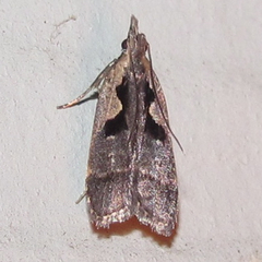 Dichomeris setosella