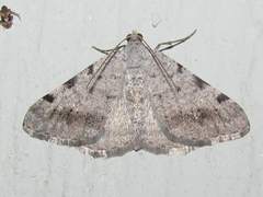 Digrammia pallidata