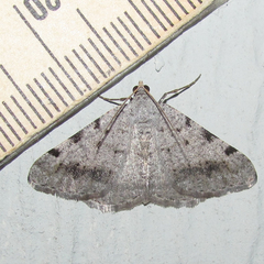 Digrammia pallidata