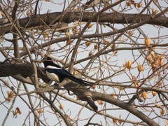 Pica serica