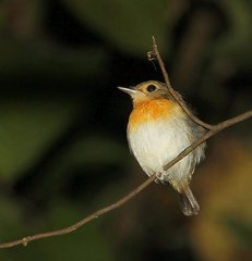 Rufous-Chested Flycatcher photo 2