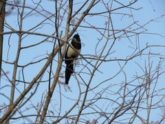 Pica serica