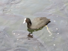 Fulica atra
