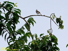 Prinia hodgsonii