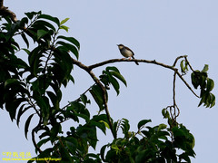 Prinia hodgsonii