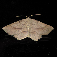 Euchlaena marginaria