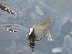 Fulica atra
