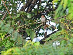 Cacomantis passerinus