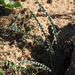Undulate Sea Squill - Photo (c) Ron Frumkin, some rights reserved (CC BY-NC), uploaded by Ron Frumkin