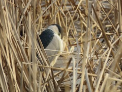 Nycticorax nycticorax