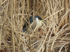 Nycticorax nycticorax