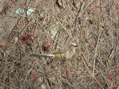 Hypsipetes amaurotis