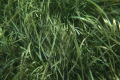 Posidonia
