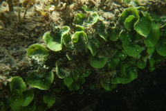 Dictyosphaeria sericea