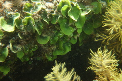 Dictyosphaeria sericea