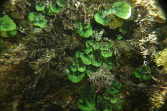 Dictyosphaeria sericea