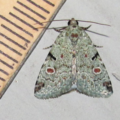 Maliattha concinnimacula