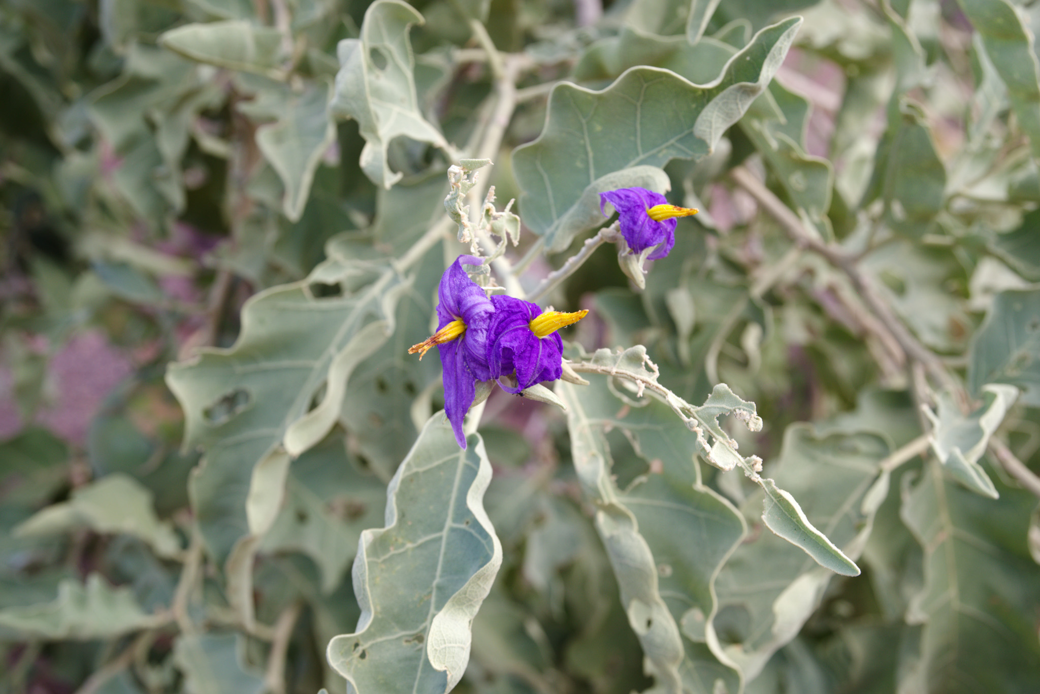 Solanum lycocarpum