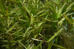 Amphibolis griffithii