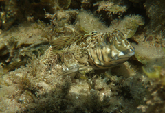 Lepidoblennius marmoratus