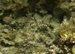 Lepidoblennius marmoratus