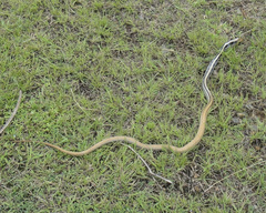 Coelognathus radiatus