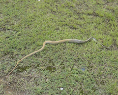 Coelognathus radiatus