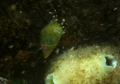 Pagurixus handrecki