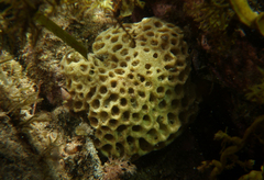 Holopsamma laminaefavosa