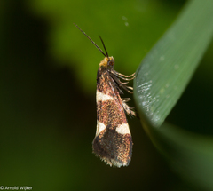 Lampronia capitella