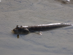 Boleophthalmus dussumieri