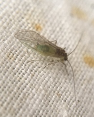 Stenopsocus immaculatus