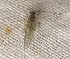 Stenopsocus immaculatus