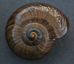 Powelliphanta annectens
