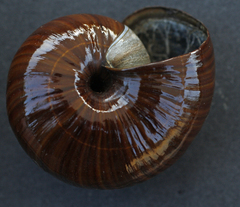 Powelliphanta annectens