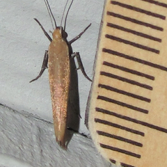 Ypsolopha