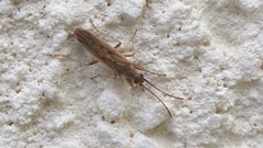 Paromius gracilis