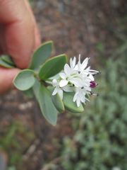 Veronica pinguifolia