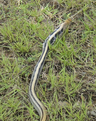 Coelognathus radiatus