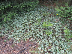 Veronica pinguifolia