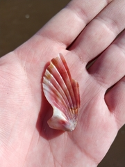 Aequipecten tehuelchus