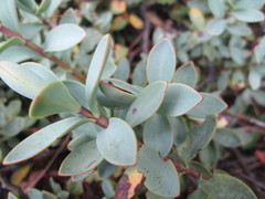 Veronica pinguifolia