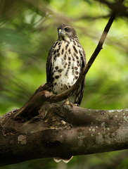 Accipiter tachiro tachiro