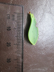 Veronica pinguifolia