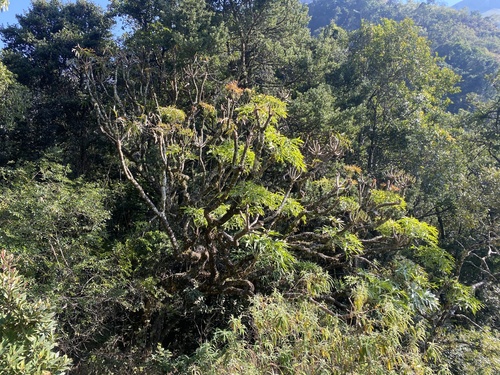 Cussonia spicata